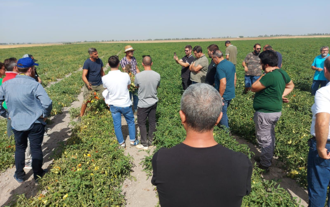 I vantaggi della pacciamatura biodegradabile per pomodoro da industria all’Open Day presso l’azienda agricola Grotta- OP Futuragri Mutti