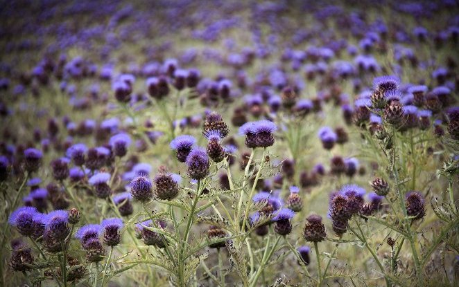 Il modello Novamont di bioeconomia e la creazione di filiere agroindustriali a basso impatto in Sardegna scelti come caso studio dalla Commissione Europea