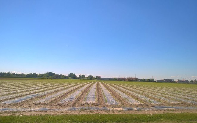 NOVAMONT partecipa in Emilia Romagna alla giornata tecnica dedicata all’agricoltura biologica nelle colture intensive